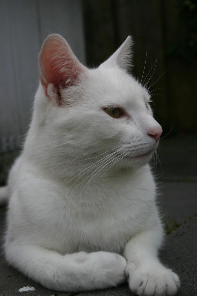 witte kat