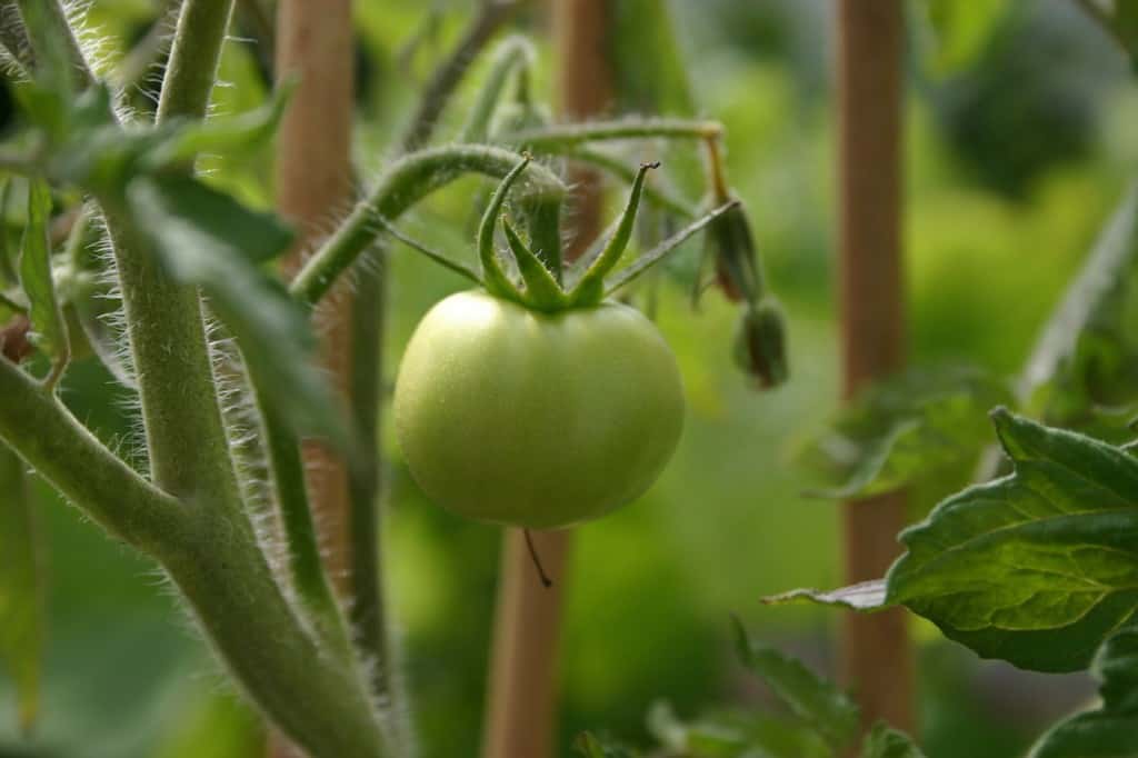 tuin tomaat