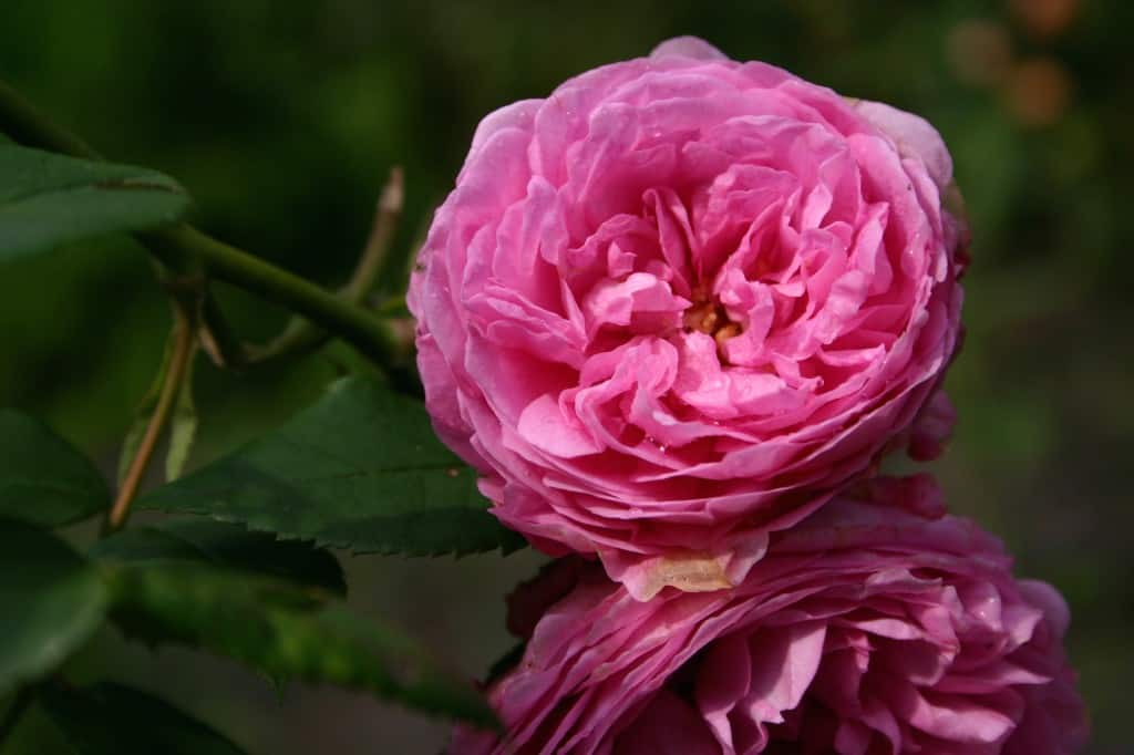 berkeley roos roze