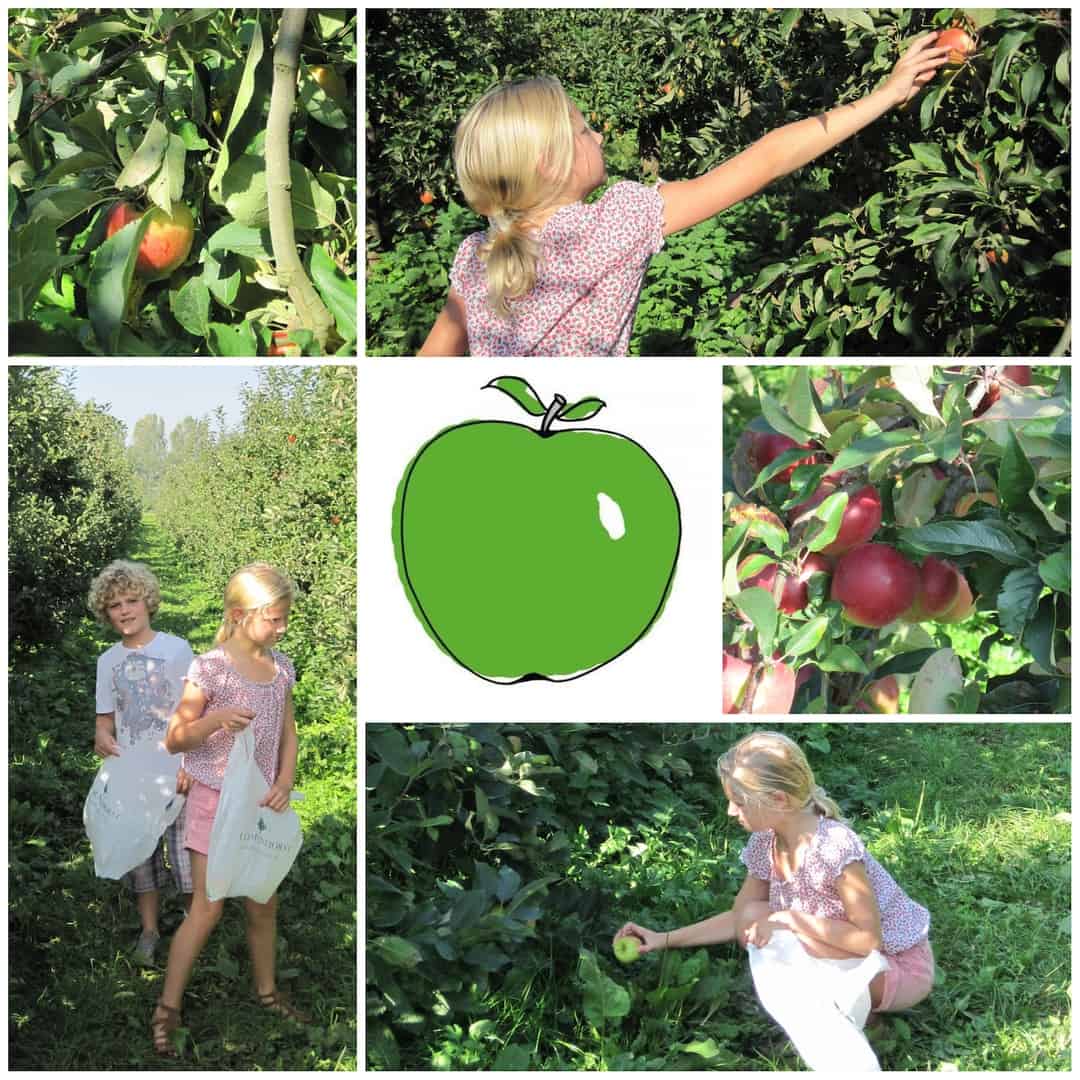 Olmenhorst zelfpluk appels en peren