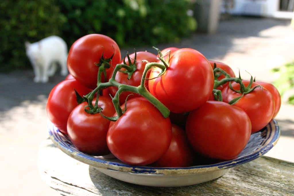 tomaten op schaal