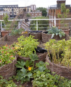Wolf Ollins Roof Top GardenThe Edible Balcony23/7/10