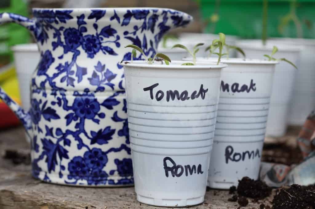 tuinvermaak tomaatjes kweken | ENJOY! The Good Life