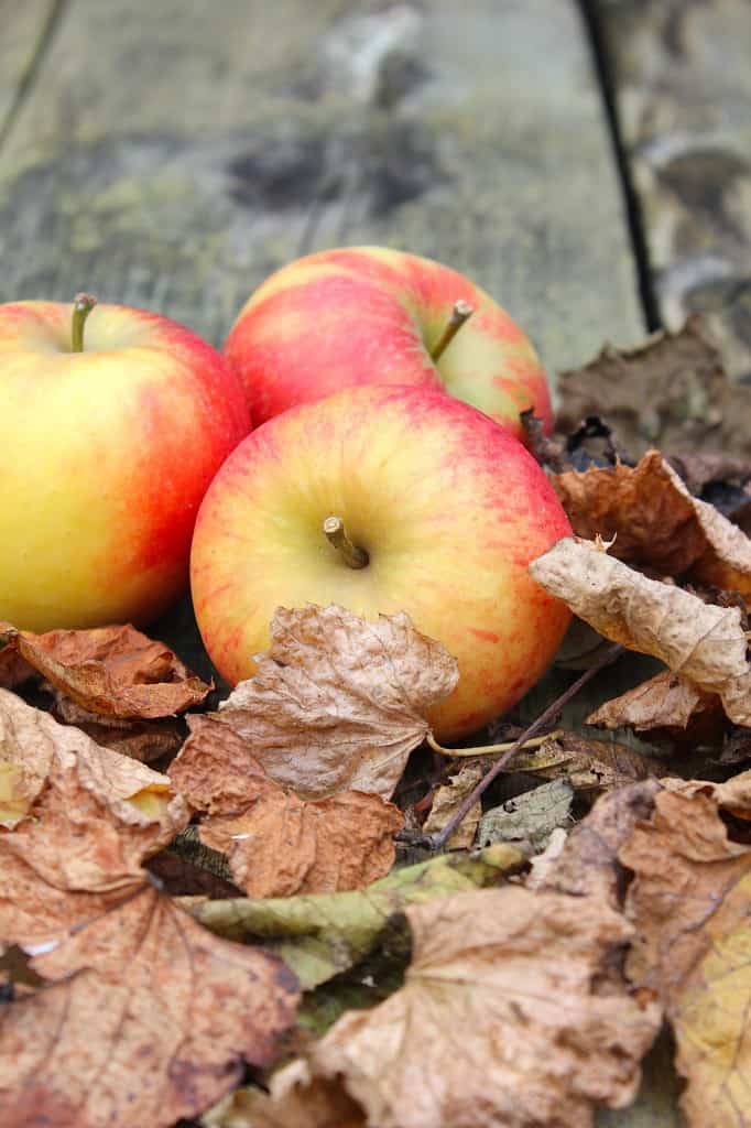 De lekkerste appelmoes maak je zelf! | ENJOY! The Good Life