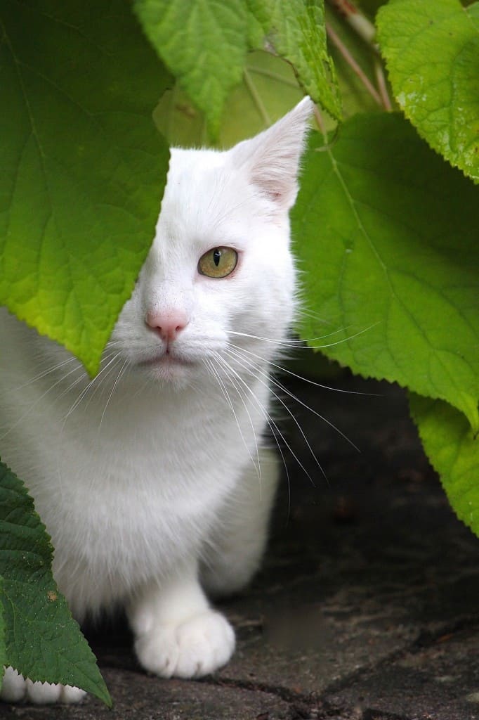 Het verborgen leven van de kat | ENJOY! The Good Life