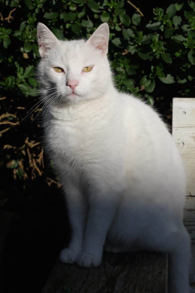 Van moody white cat naar patiënt | ENJOY! The Good Life
