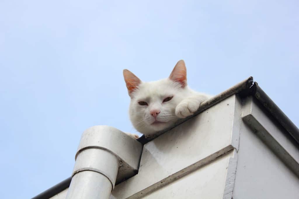 VAN MOODY WHITE CAT NAAR PATIËNT | ENJOY! The Good Life