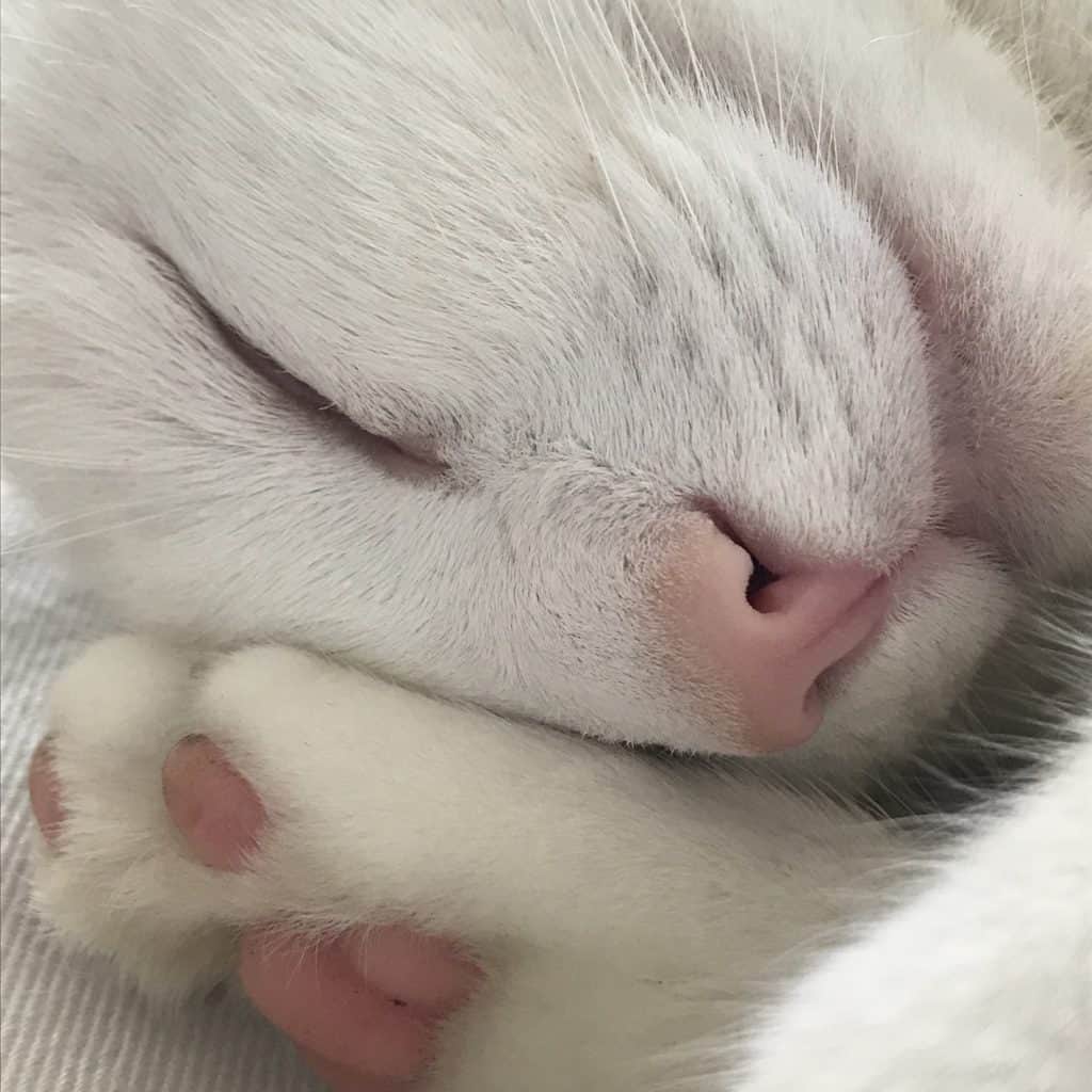 Van moody white cat naar patiënt | ENJOY! The Good Life