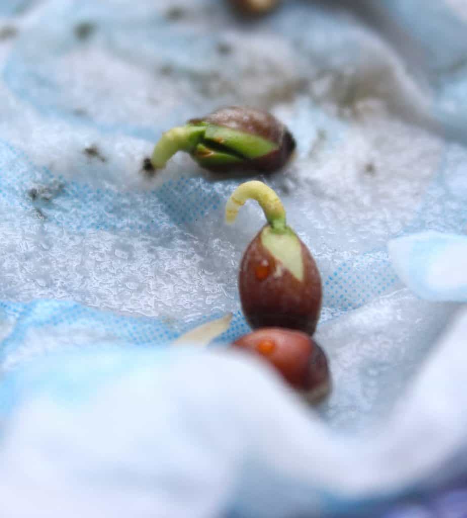 Citroenplantje kweken uit een pitje. Hoe dan? | ENJOY! The Good Life