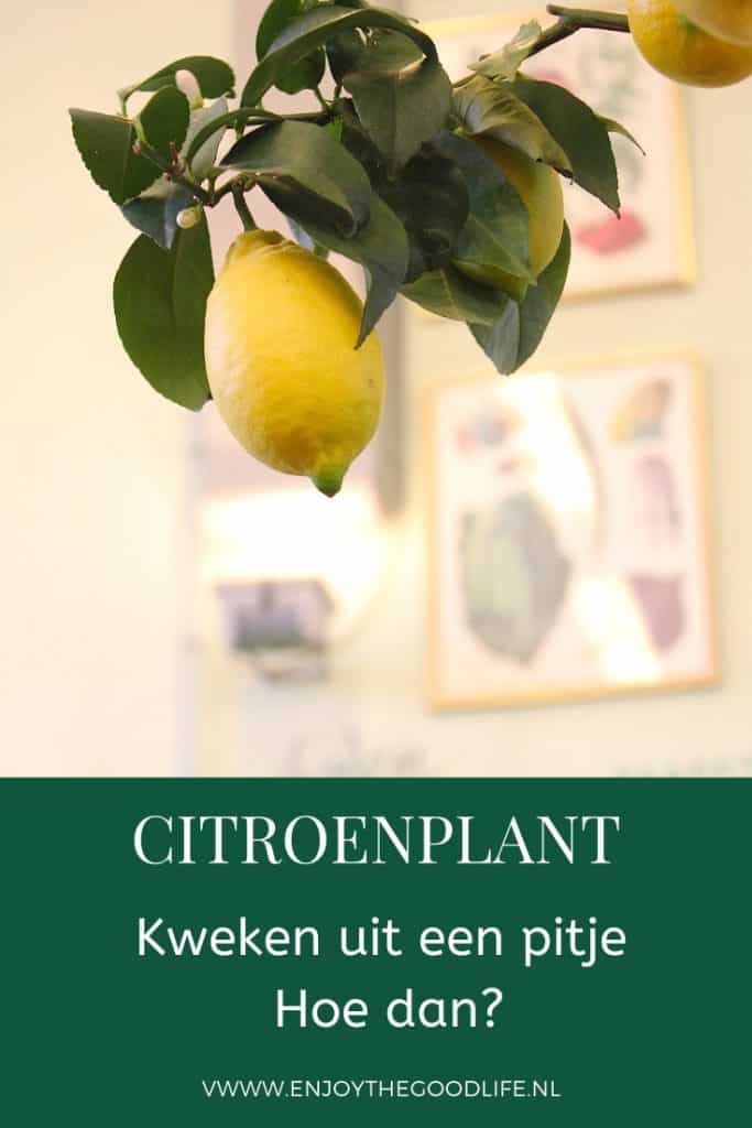 Citroenplant kweken uit een pitje. Hoe dan? | ENJOY! The Good Life
