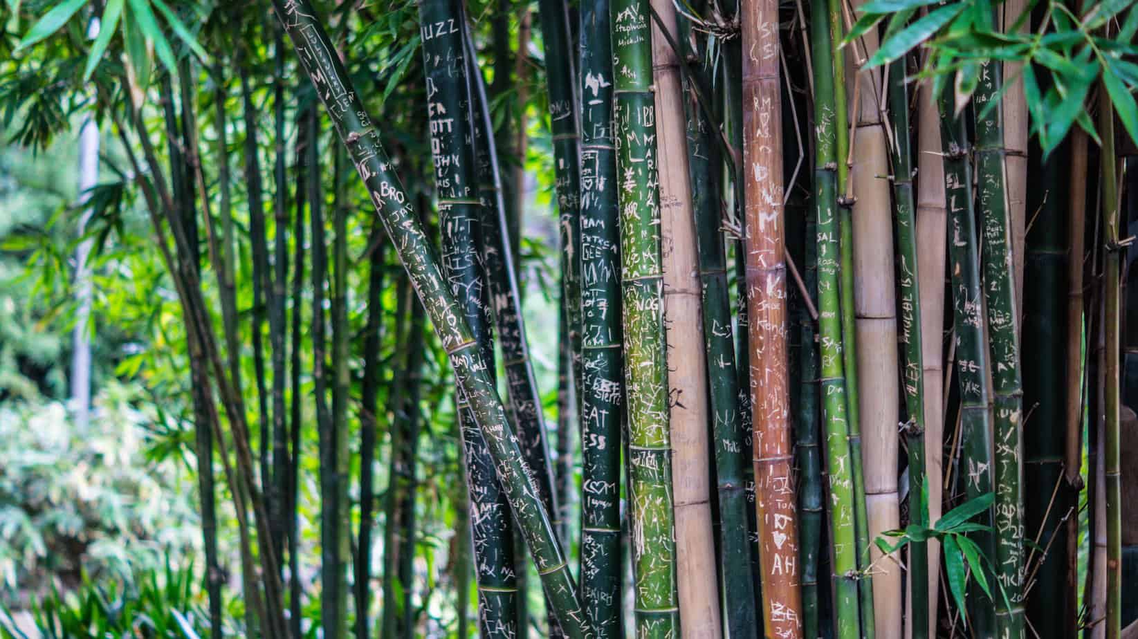 Bamboe mode: duurzaam, luxe en zijdezacht