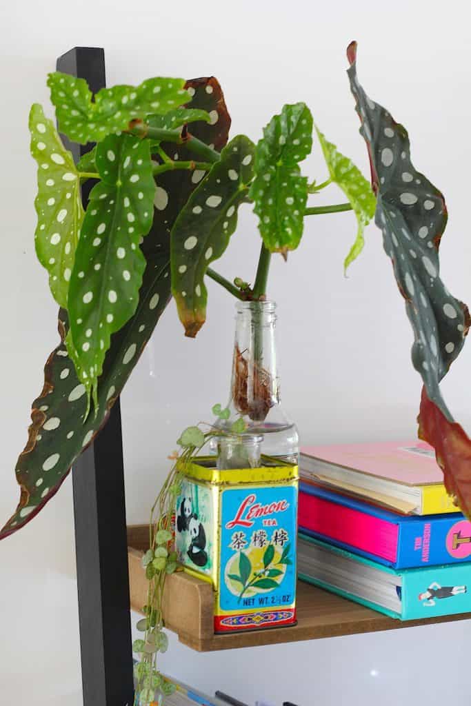 De stippenbegonia, een ouderwetse plant in een nieuw jasje | ENJOY! The Good Life