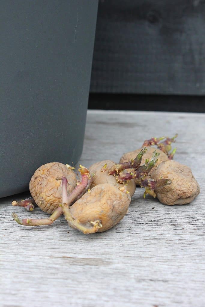 Aardappels kweken op je terras of balkon | ENJOY! The Good LIfe