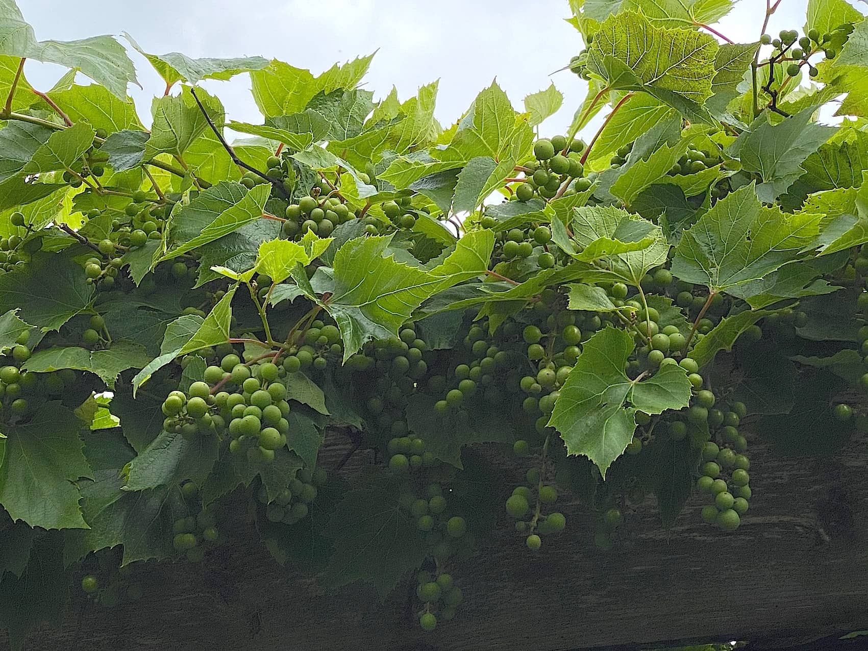Overkapping van druivenranken | ENJOY! The Good Life