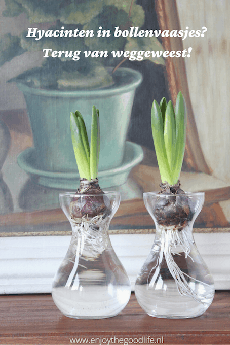 Hyacinten in bollenvaasjes? | ENJOY! The Good Life