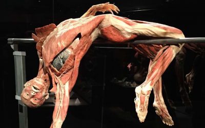Body worlds: The happiness project